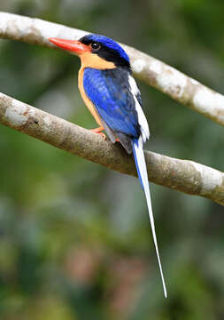 Image of Buff-breasted Paradise Kingfisher