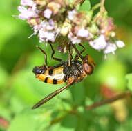 Image of lesser hornet hoverfly