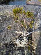 Image of Eucalyptus vernicosa Hook. fil.