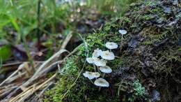 Image of Phloeomana speirea (Fr.) Redhead 2013