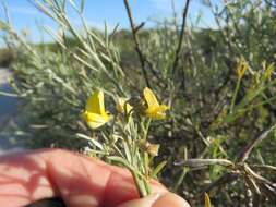 Image of <i>Calobota angustifolia</i>