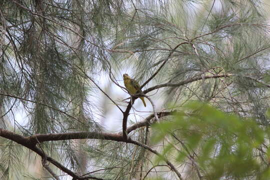 Image of Golden-backed Weaver