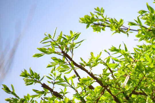 Image of Euonymus alatus subsp. sacrosancta (Koidz) Vorosh.