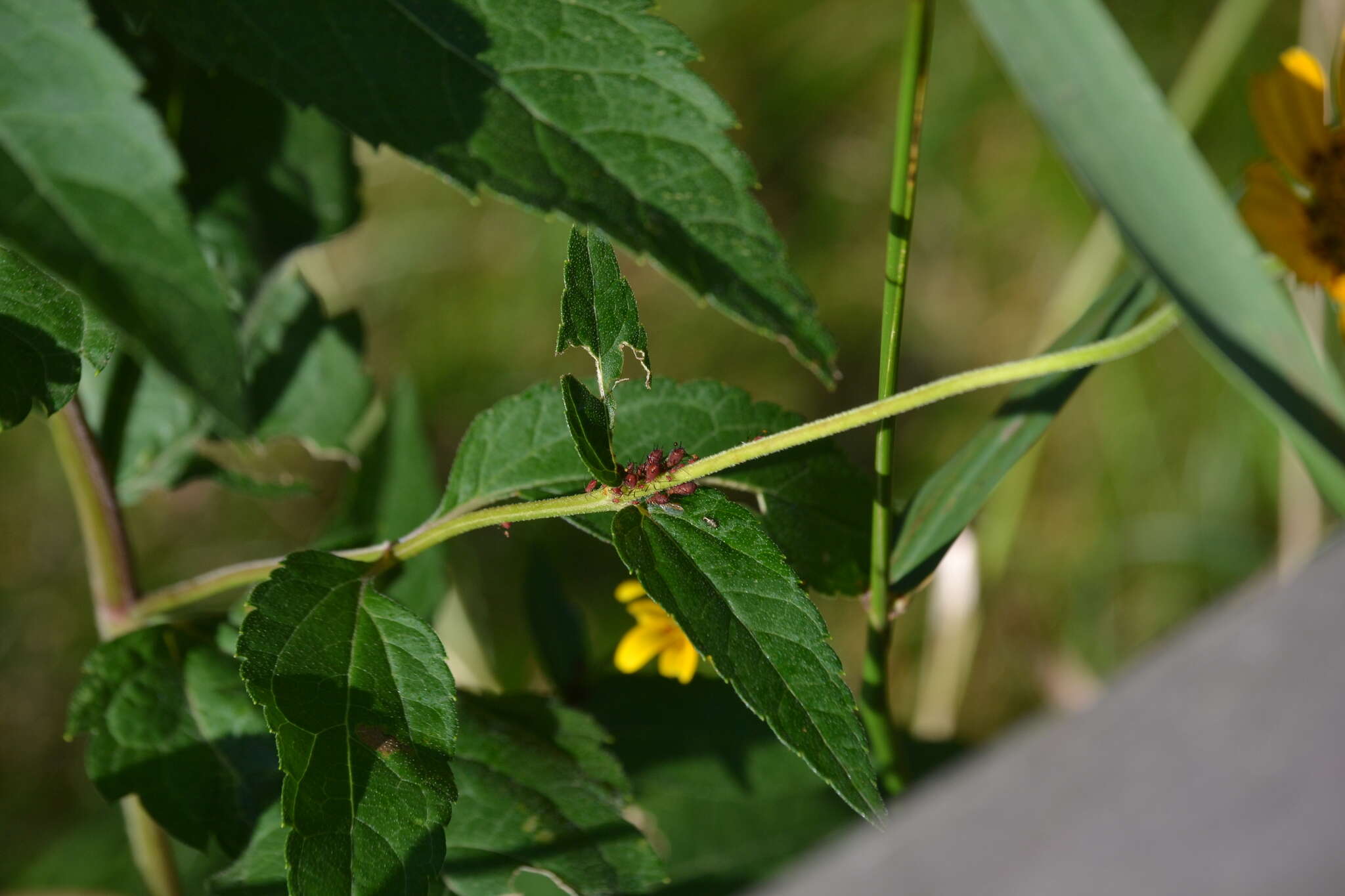 Uroleucon (Uroleucon) obscuricaudatum (Olive 1965)的圖片