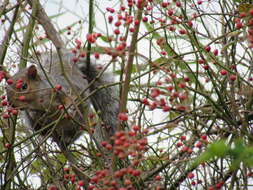 Image of Sciurus subgen. Sciurus Linnaeus 1758