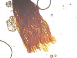 Image of Cribraria vulgaris