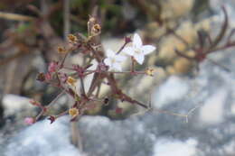 Image of Florida diamondflowers