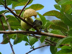 Image of Orange-bellied Flowerpecker