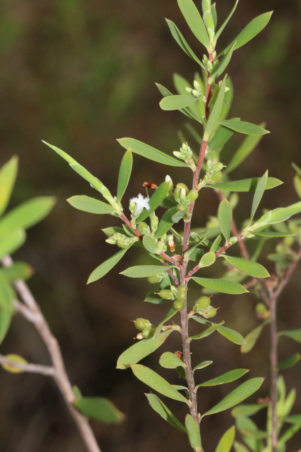 Plancia ëd Leucopogon muticus R. Br.