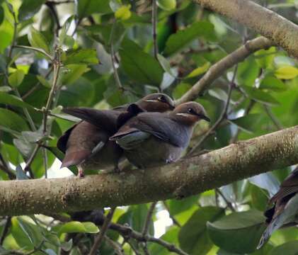 Image of brown dove