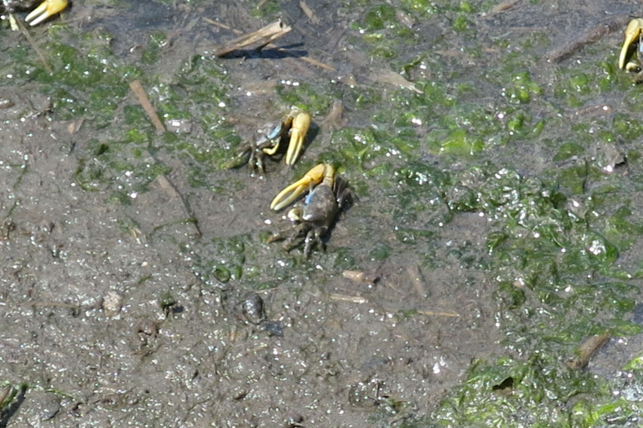 Image of Atlantic Marsh Fiddler Crab