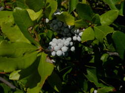 Image of Northern Bayberry