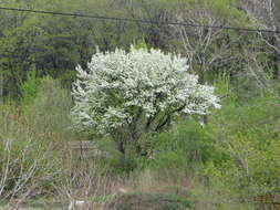 Plancia ëd Pyrus ussuriensis Maxim.