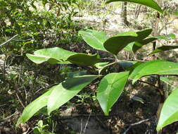 Image of Mischocarpus pyriformis (F. Müll.) Radlk.