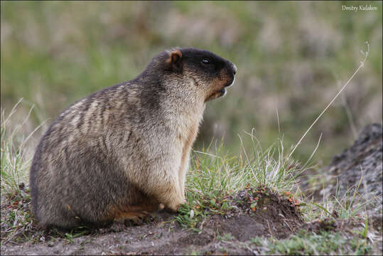 Image of Black-capped Marmot