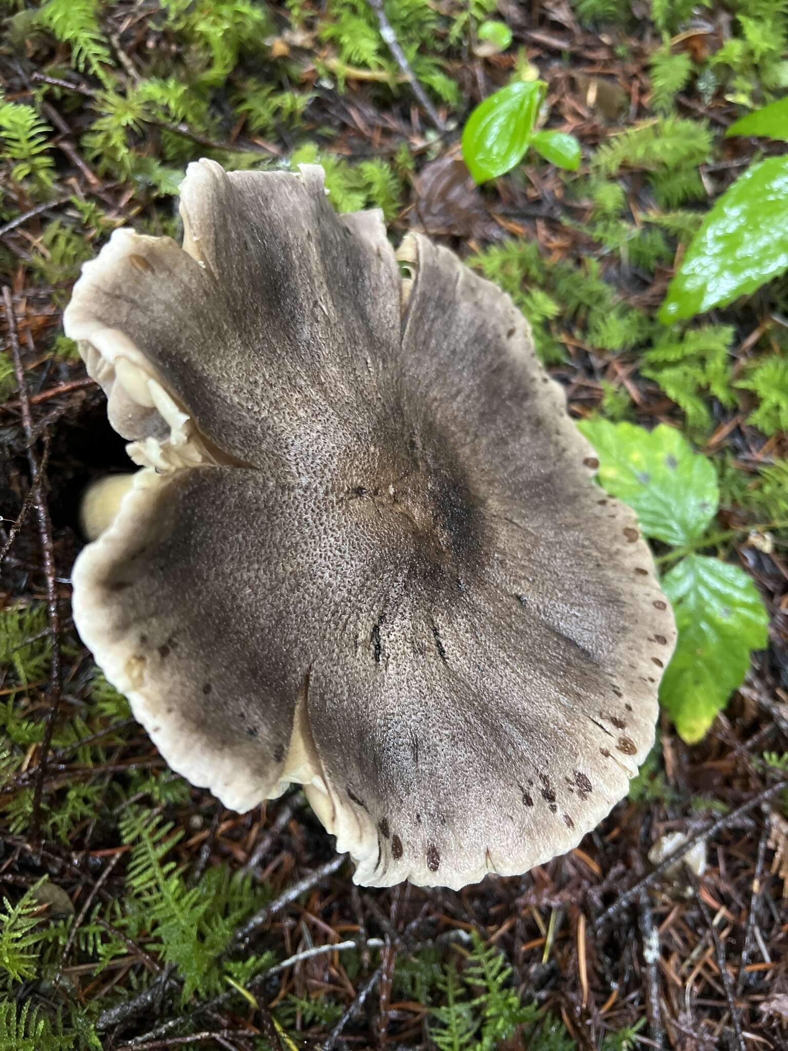 Image of Tricholoma atroviolaceum A. H. Sm. 1944