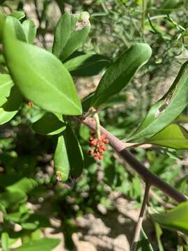 Image of Grevillea parvula W. Molyneux & V. Stajsic