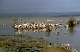 Image of African Spoonbill