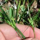 Image of Godfrey's sedge