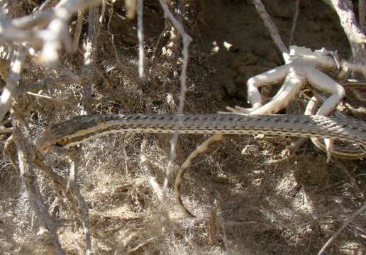 Слика од Psammophis lineolatus (Brandt 1838)