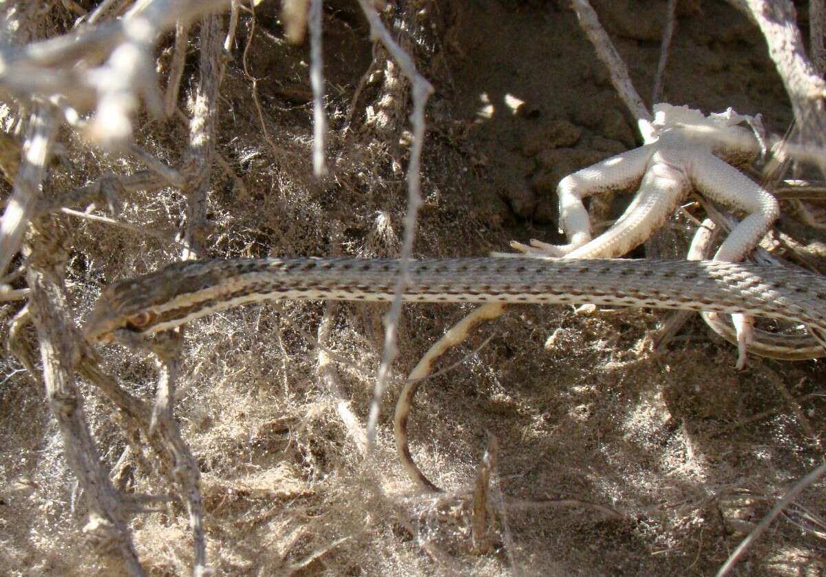 Image of Psammophis lineolatus (Brandt 1838)