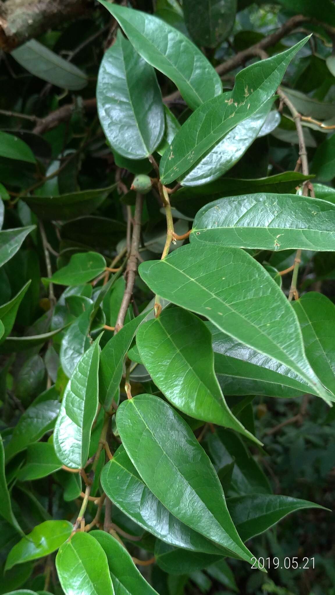 Image of Ficus sarmentosa var. nipponica (Franch. & Savatier) Corner