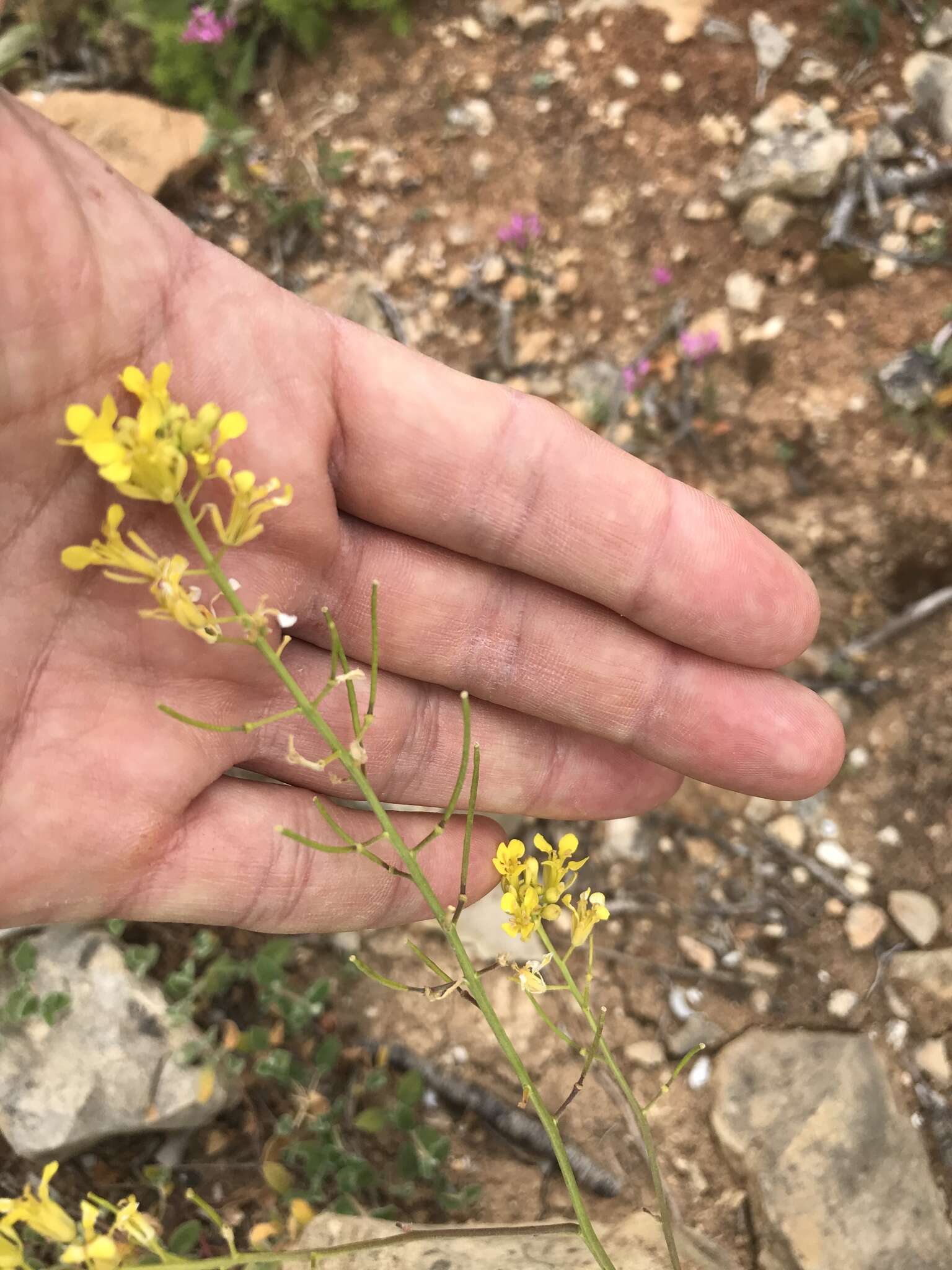 Image of Erucastrum nasturtiifolium (Poir.) O. E. Schulz