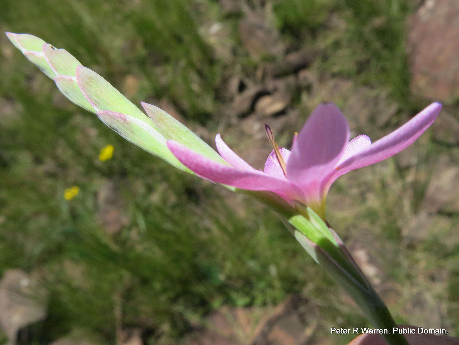 Hesperantha baurii subsp. baurii的圖片