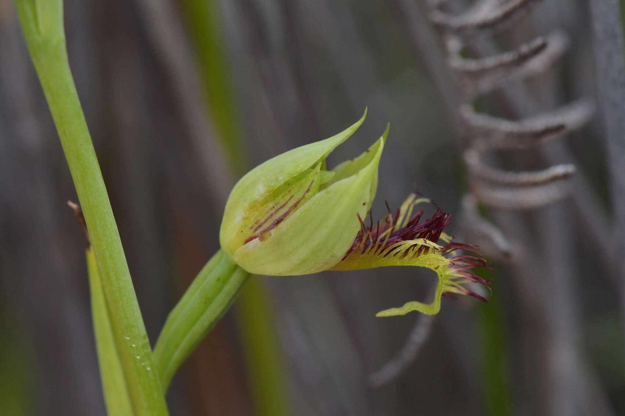 Image of Pale beard orchid