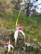 Image of Caladenia exserta Hopper & A. P. Br.