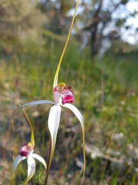 Image of Caladenia exserta Hopper & A. P. Br.