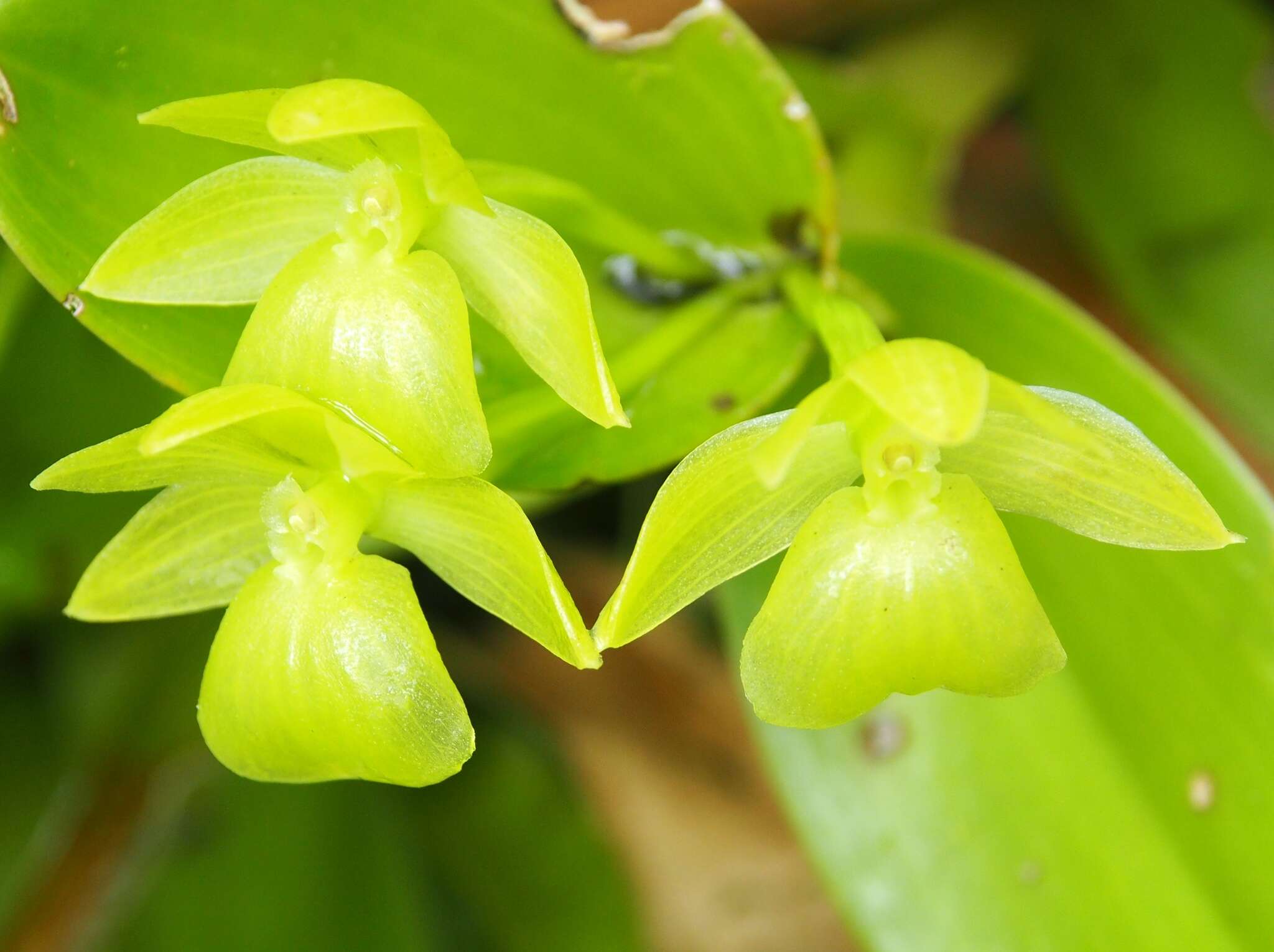 Image of Epidendrum hunterianum Schltr.