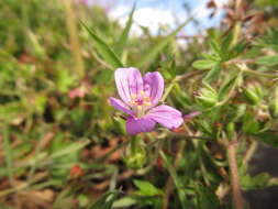 Image of Geranium magellanicum Hook. fil.