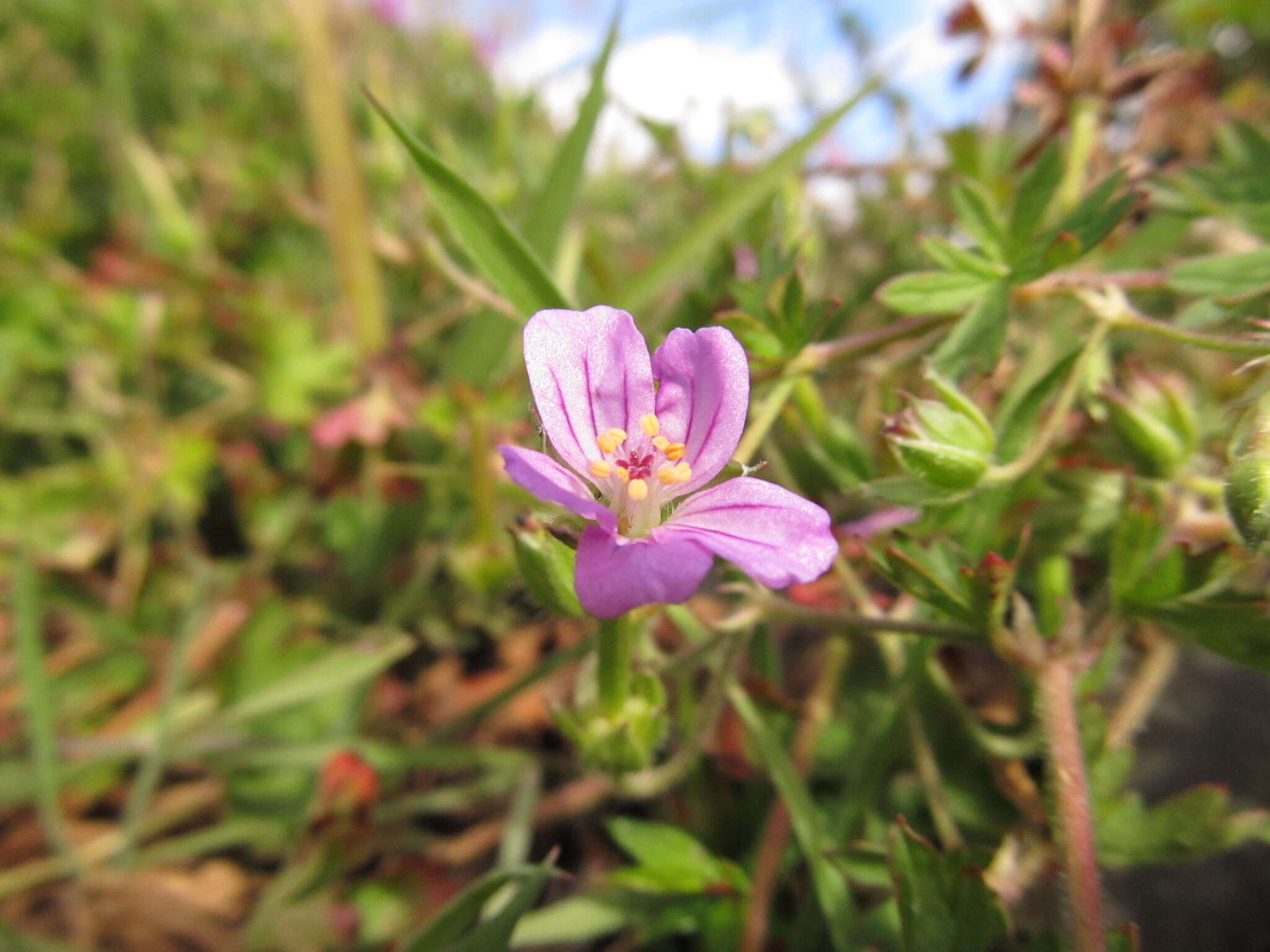 Image of Geranium magellanicum Hook. fil.