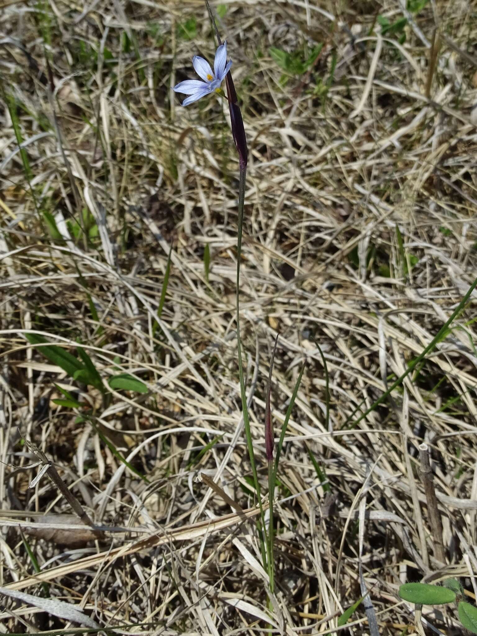 Image of Needle-Tip Blue-Eyed-Grass