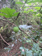 Image of Ibervillea lindheimeri (A. Gray) Greene