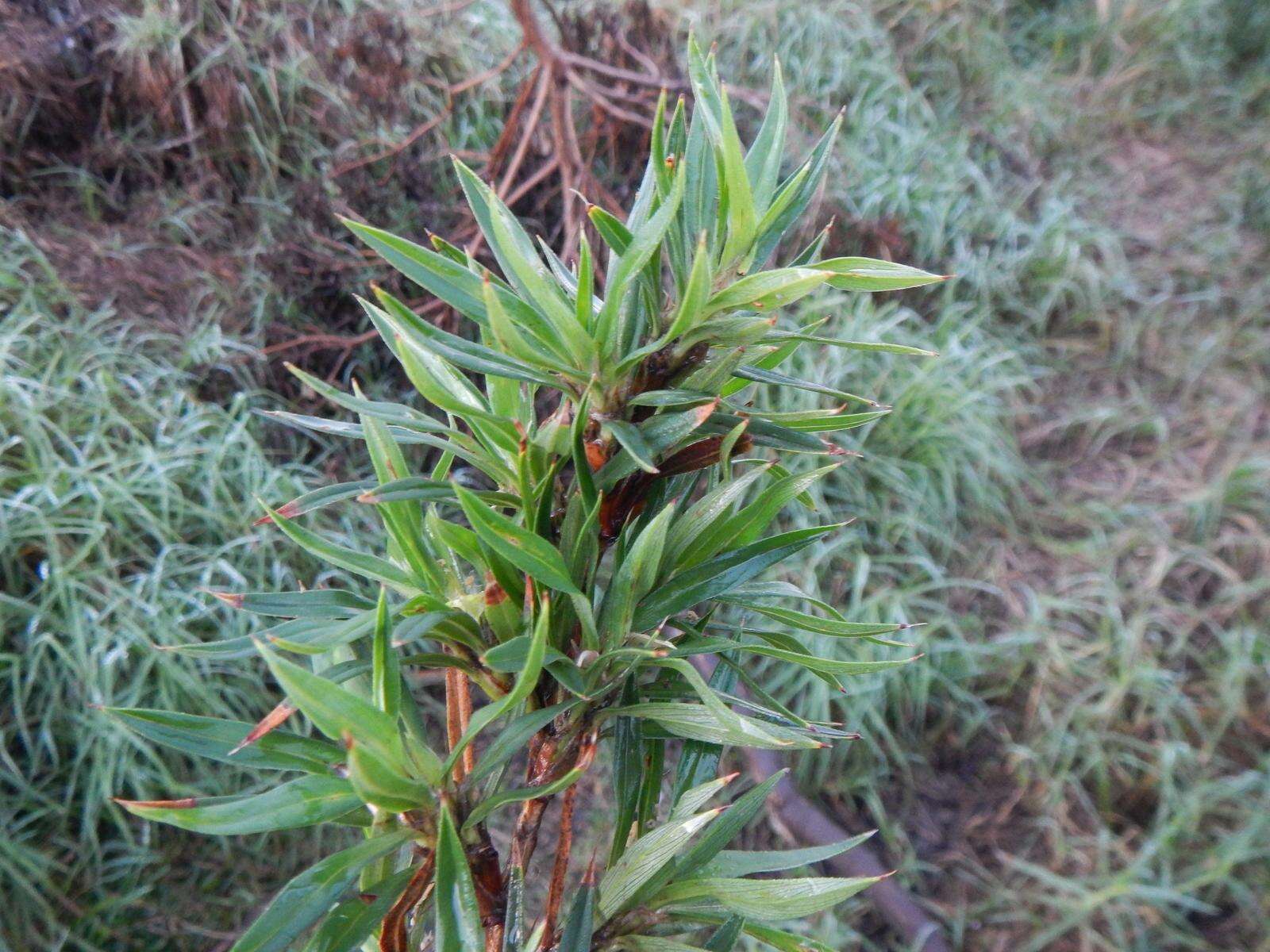 Image of Cliffortia longifolia (Eckl. & Zeyh.) Weim.