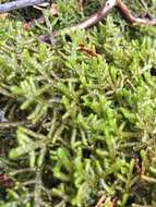 Image of Wall Scalewort