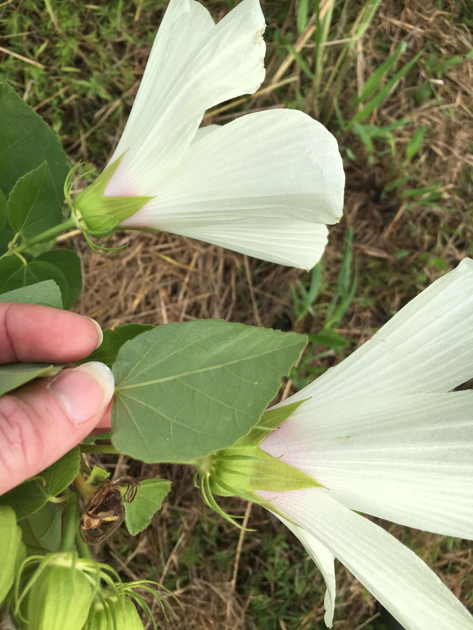 Imagem de Hibiscus moscheutos subsp. lasiocarpos (Cav.) O. J. Blanch.