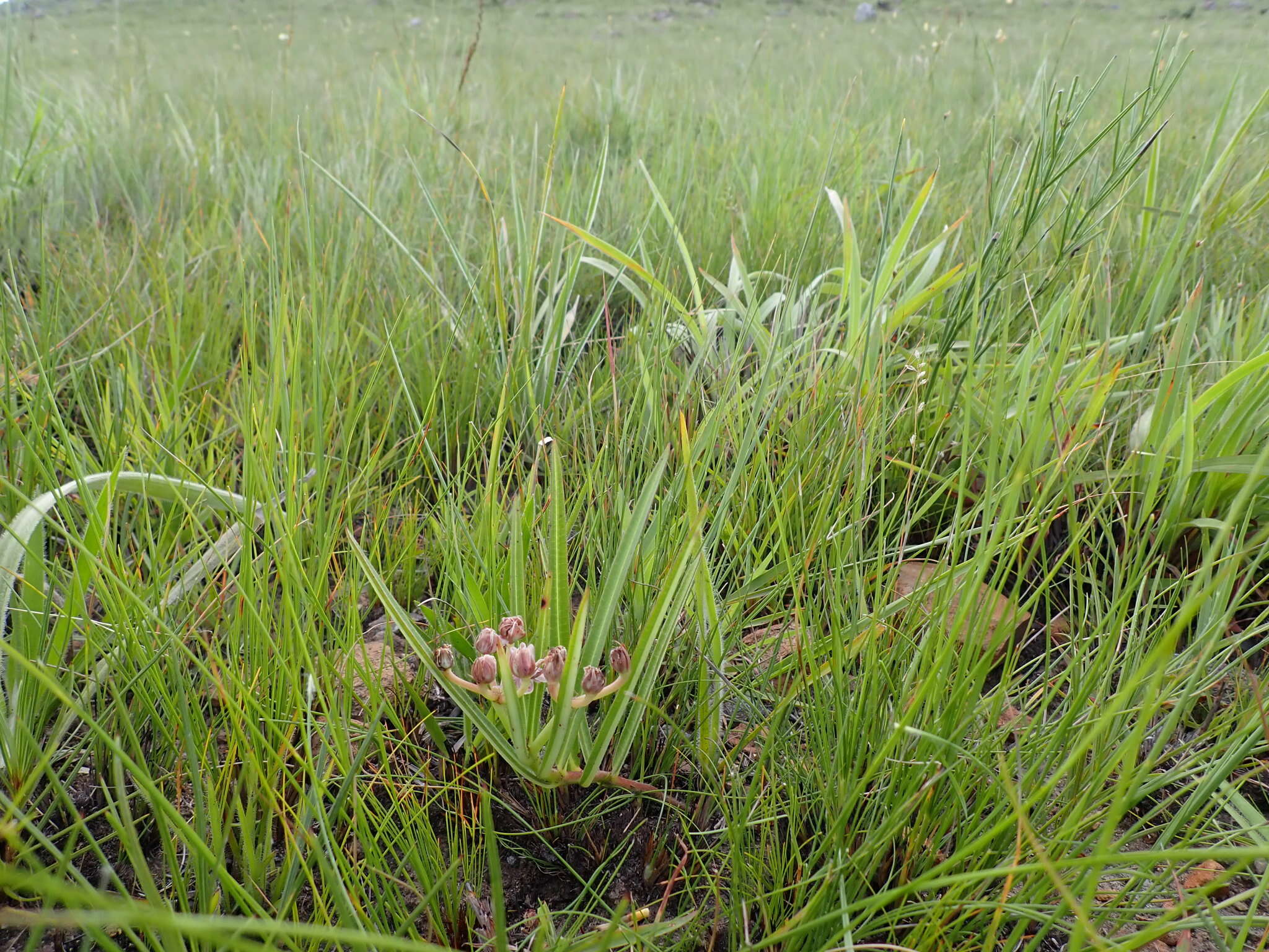 Image of Asclepias crassinervis N. E. Br.