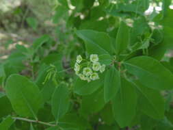 Image of Commicarpus scandens (L.) Standl.