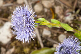 Image of Globularia bisnagarica L.