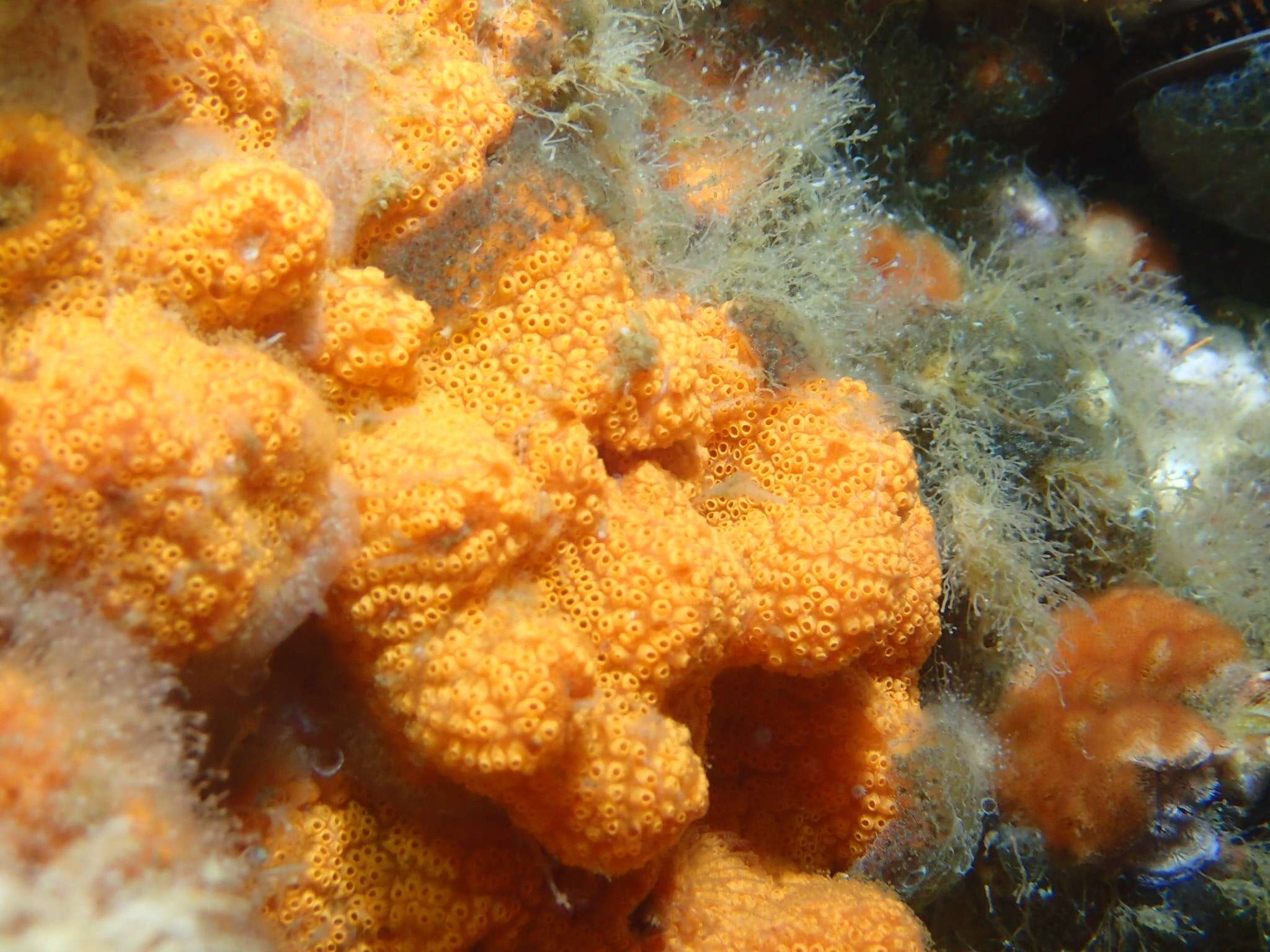 Image of Colonial tunicate