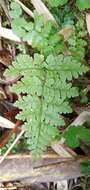 Plancia ëd Dryopteris squamiseta (Hook.) O. Kuntze