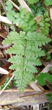 Image de Dryopteris squamiseta (Hook.) O. Kuntze