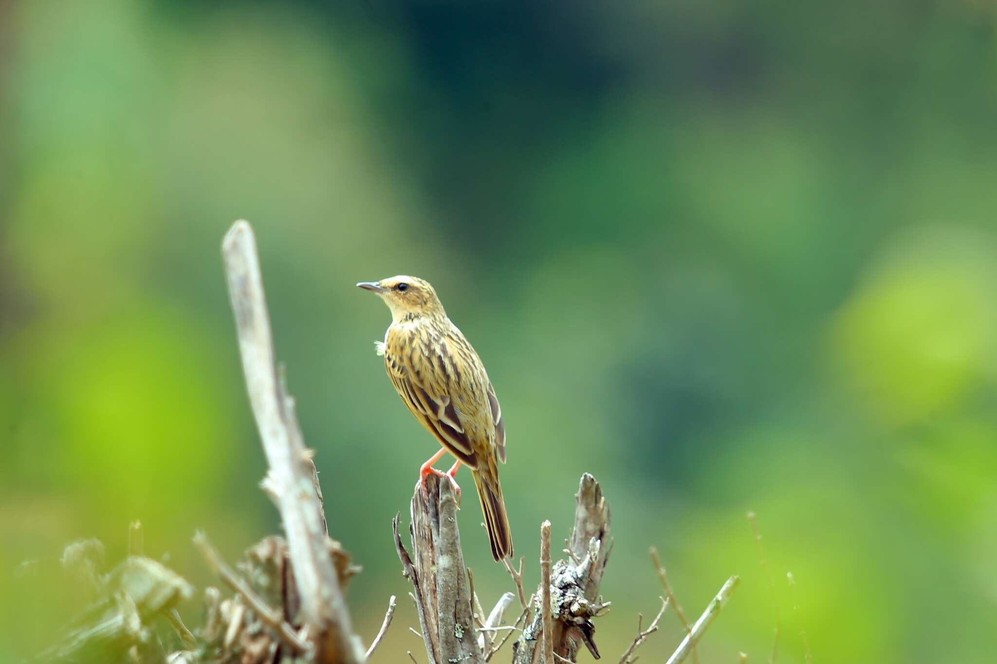 Image of Nilgiri Pipit