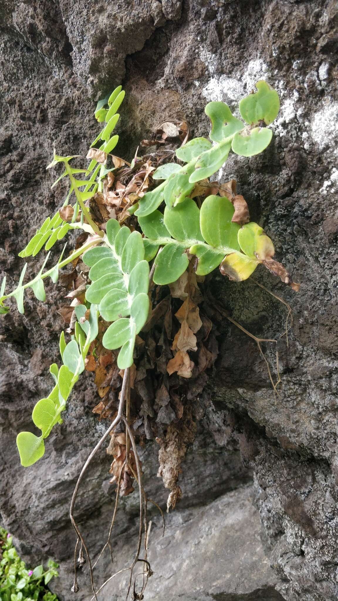 Imagem de Sonchus latifolius (Lowe) R. Jardim & M. Seq.