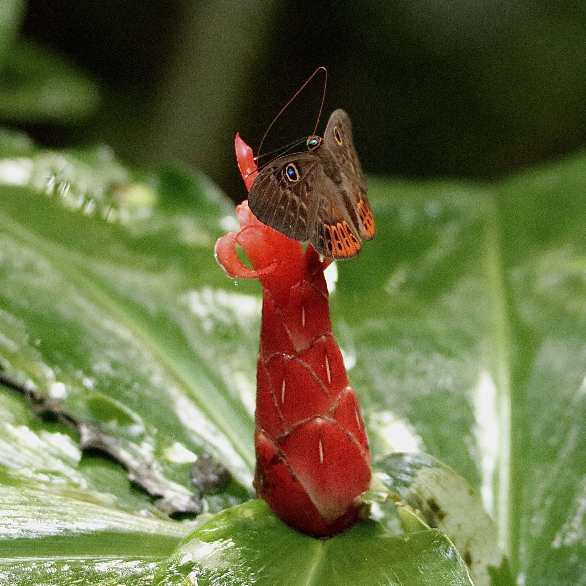 Image of Eurybia patrona Weymer 1875