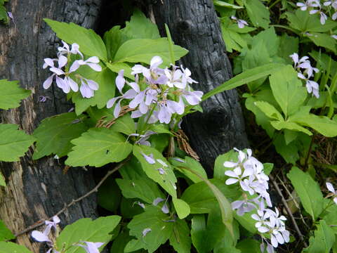 Imagem de Cardamine constancei Detling