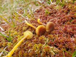 Image of Hygrocybe turunda (Fr.) P. Karst. 1879